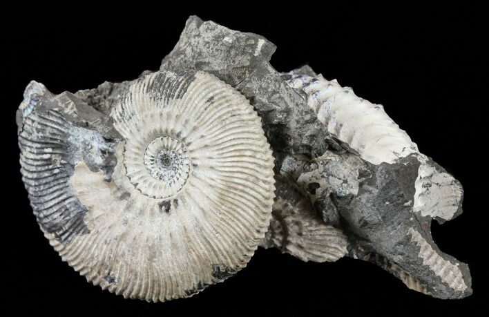 Wide Kosmoceras Ammonite in Matrix- England #60299